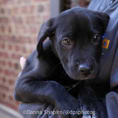 Labrador Retriever Dogs for adoption in Woodside, NY, USA