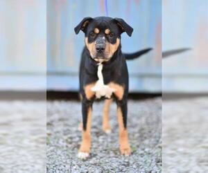 Labrottie Dogs for adoption in Lacombe, LA, USA