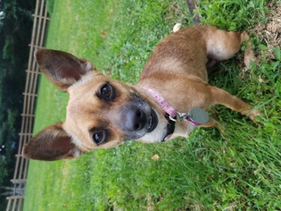 Chiweenie Dogs for adoption in Rockaway, NJ, USA
