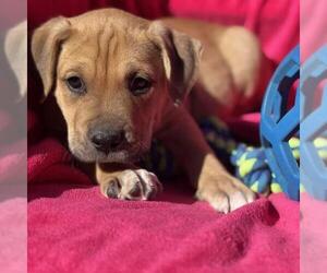 Labrador Retriever-Unknown Mix Dogs for adoption in San Diego, CA, USA