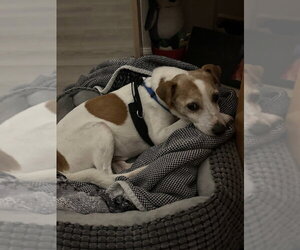Mutt Dogs for adoption in Mission Viejo, CA, USA
