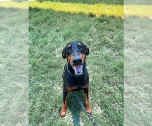 Doberman Pinscher-Unknown Mix Dogs for adoption in Minneapolis, MN, USA