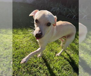 Chihuahua Dogs for adoption in San Diego, CA, USA