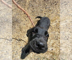 Mutt Dogs for adoption in Monte Vista, CO, USA