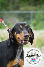 Black and Tan Coonhound Dogs for adoption in Lake City, MI, USA