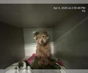 Poodle (Miniature) Dogs for adoption in Ocala, FL, USA
