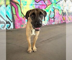 Mastiff Dogs for adoption in Goodyear, AZ, USA