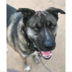 Akita Dogs for adoption in Austin, TX, USA
