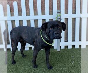 American Bulldog Dogs for adoption in Modesto, CA, USA