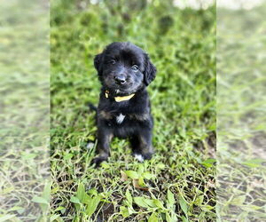 Australian Retriever Dogs for adoption in Oakland Park , FL, USA