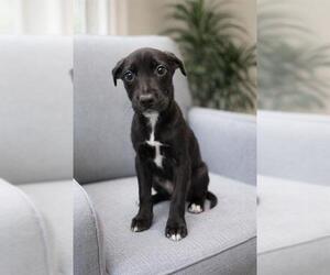 Labrador Retriever-Unknown Mix Dogs for adoption in Peoria, IL, USA