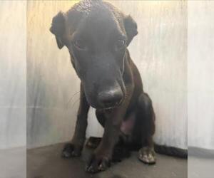 Labrador Retriever-Unknown Mix Dogs for adoption in San Antonio, TX, USA