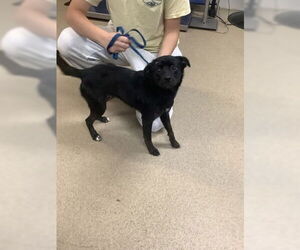 Schipperke-Unknown Mix Dogs for adoption in Oak Bluffs, MA, USA