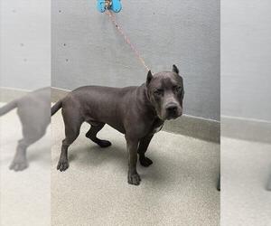 American Pit Bull Terrier-Unknown Mix Dogs for adoption in Las Vegas, NV, USA