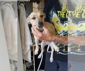 Beagle-Unknown Mix Dogs for adoption in Stockton, CA, USA