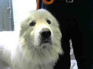 Great Pyrenees Dogs for adoption in Stockton, CA, USA