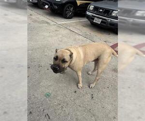 Mutt Dogs for adoption in Houston, TX, USA