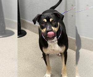 Rottweiler-Unknown Mix Dogs for adoption in Las Vegas, NV, USA