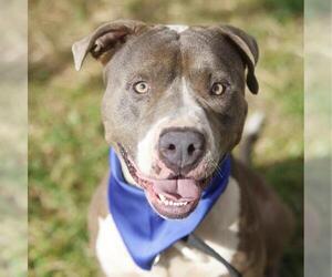 American Staffordshire Terrier-Unknown Mix Dogs for adoption in San Antonio, TX, USA