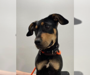 Labrottie Dogs for adoption in Stafford, VA, USA