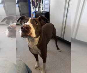 Pointer-Unknown Mix Dogs for adoption in Bakersfield, CA, USA