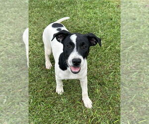 Mutt Dogs for adoption in Boston, MA, USA