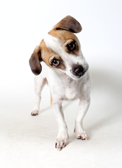 Chihuahua Dogs for adoption in West Hollywood, CA, USA