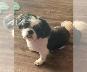 Shih Tzu-Unknown Mix Dogs for adoption in Cranston, RI, USA