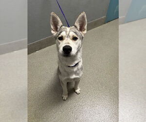 Huskies -Unknown Mix Dogs for adoption in Las Vegas, NV, USA