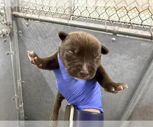 Bull Terrier-Staffordshire Bull Terrier Mix Dogs for adoption in HESPERIA, CA, USA