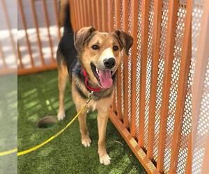 German Shepherd Dog-Treeing Walker Coonhound Mix Dogs for adoption in Las Vegas, NV, USA