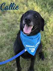 Labrador Retriever Dogs for adoption in Conway, AR, USA