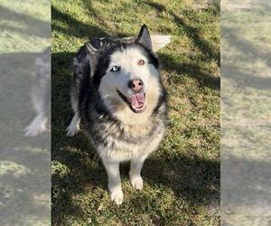 Siberian Husky-Unknown Mix Dogs for adoption in Riverside, CA, USA
