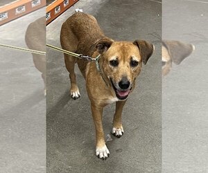 Medium Photo #6 Labrador Retriever-Unknown Mix Puppy For Sale in New York, NY, USA