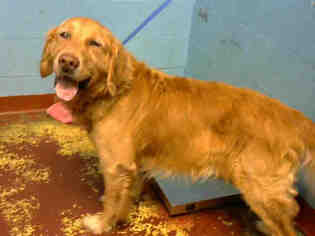 Golden Retriever Dogs for adoption in Atlanta, GA, USA