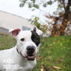 American Bulldog-Unknown Mix Dogs for adoption in Perth Amboy, NJ, USA