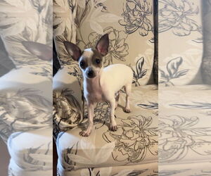 Chihuahua Dogs for adoption in Harrison, AR, USA