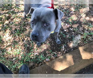 American Pit Bull Terrier Dogs for adoption in West Palm Beach, FL, USA