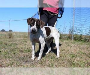German Shorthaired Pointer Dogs for adoption in Abbeville, LA, USA