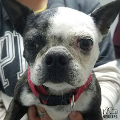 Boston Terrier Dogs for adoption in Troy, IL, USA