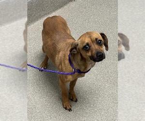 Chihuahua-Unknown Mix Dogs for adoption in Las Vegas, NV, USA
