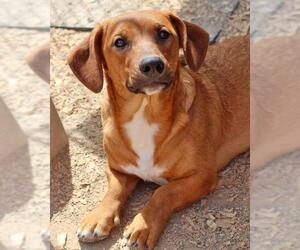 Dorgi Dogs for adoption in Eureka Springs, AR, USA