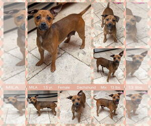 Chiweenie Dogs for adoption in Mesa, AZ, USA