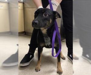 Mutt Dogs for adoption in Riverside, CA, USA