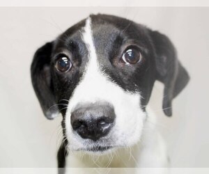 Border Collie Dogs for adoption in Oxford, MS, USA