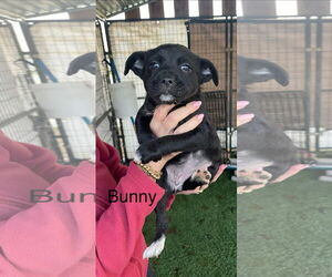 Mutt Dogs for adoption in Turlock, CA, USA