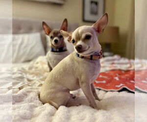 Chihuahua Dogs for adoption in Oakhurst, NJ, USA