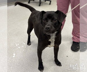 Labrador Retriever-Unknown Mix Dogs for adoption in Washington, DC, USA