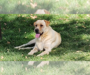 Golden Labrador Dogs for adoption in Brewster, NY, USA