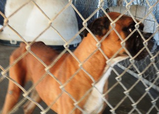 Boxer Dogs for adoption in Chester, SC, USA